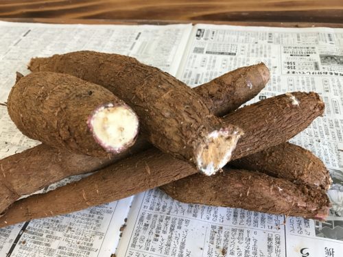 徳之島絆ファームとキャッサバ そしてタピオカ あまみ徳之島絆ファーム