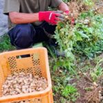 徳之島産キャッサバ苗挿木用イエロー300本入り Beljuncocmim あまみ徳之島絆ファーム